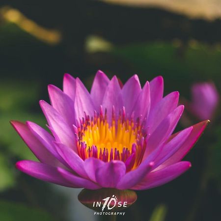 Golden Resort And Farm Nashik Ngoại thất bức ảnh
